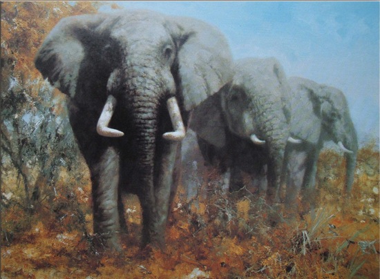 DS5863 Elephants