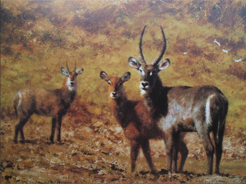 DS5858 Deer