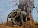 DS5872 - ELEPHANTS