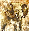 HPS103 - ELEPHANT